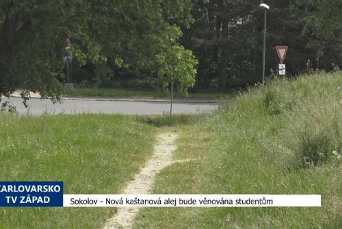 Foto: Sokolov: Nová kaštanová alej bude věnována studentům (TV Západ)