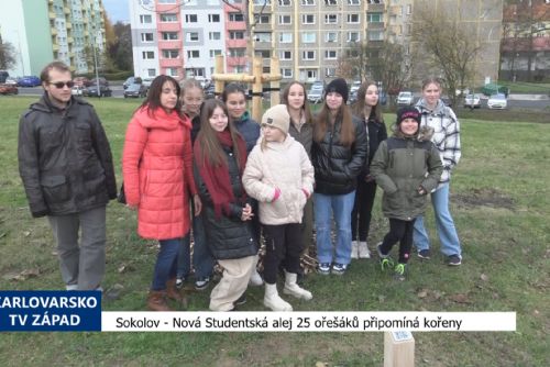 Foto: Sokolov: Nová Studentská alej 25 ořešáků připomíná kořeny (TV Západ)