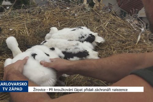 Foto: Žírovice: Při kroužkování čápat přidali záchranáři nalezence (TV Západ)