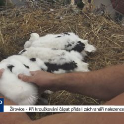 Žírovice: Při kroužkování čápat přidali záchranáři nalezence (TV Západ)
