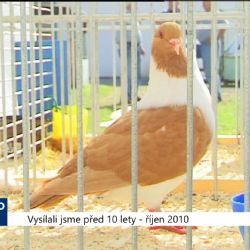 2010 – Cheb: Chovatelé se prezentovali na Švédském vrchu (4193) (TV Západ)