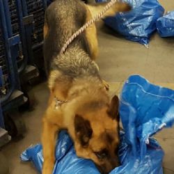 Celníci na chebské poště zajistili drogy za téměř 200 tisíc