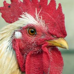 Činnost Krajské veterinární správy pro Karlovarský kraj v roce 2017
