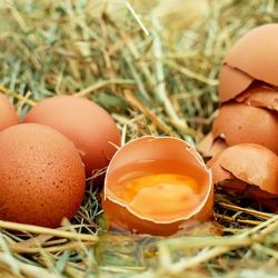 Dosavadní kontroly SVS nezjistily toxický fipronil ve vejcích a mase, ani jeho používání v českých chovech