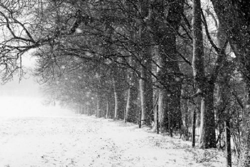 Obrázek - Vítězná alej v Rokytnici - fotosoutěž