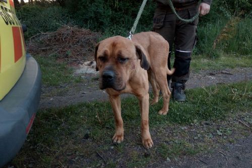 Obrázek - Habartov, Lítov: Lidská hyena. Pejsek byl uvázaný 10 dní v lese