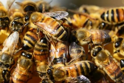 Foto: Chodov: Město opět podpoří místní včelaře