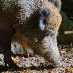 Karlovarský kraj rozdělí dotace na odstřel divokých prasat