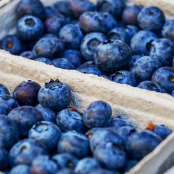 Karlovy Vary: Páteční farmářské trhy nabídnou borůvky a čerstvě stočený med
