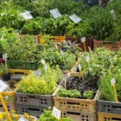 Karlovy Vary: Páteční farmářské trhy nabídnou sazenice zeleniny