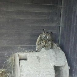 Karlovy Vary: Strážník odchytával výra