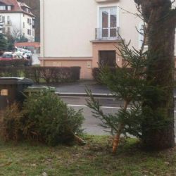 Karlovy Vary: Svoz vánočních stromků začne ihned po svátcích