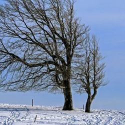 Meteorologové varují nejen před náledím a sněhovými jazyky, ale i před silným větrem