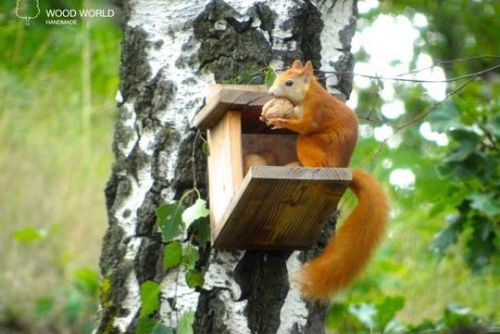 Foto: Ostrov: Veverky v zámeckém parku a jejich krmení