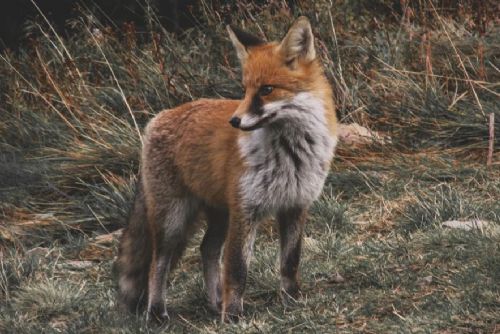 Foto: Pozor! V kraji řádí Měchožil bublinatý - tasemnice liščí