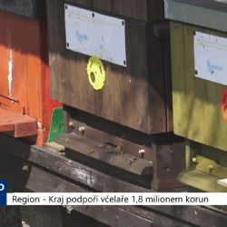Region: Kraj podpoří včelaře 1,8 milionem korun (TV Kraj)