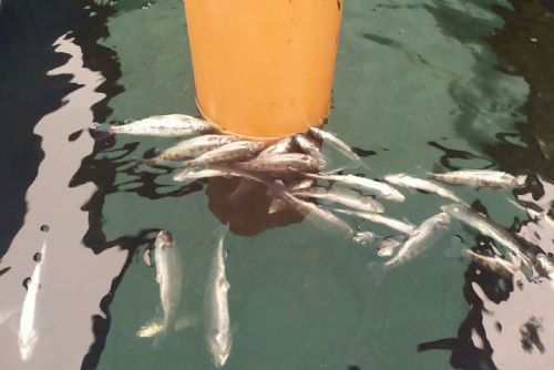 Foto: Šindelová: Úhyn ryb v sádkách