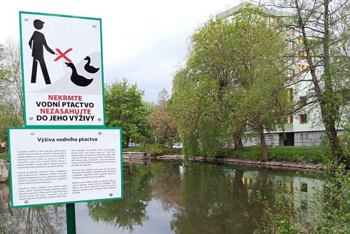 Foto: Sokolov: Nekrmte kachny, škodíte jim a množí se hlodavci