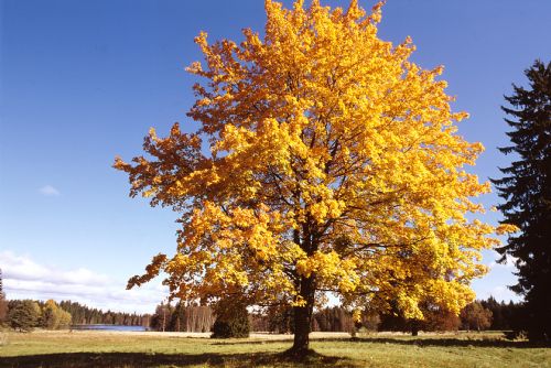 Foto: Užijte si barvy podzimu v Mariánských Lázních