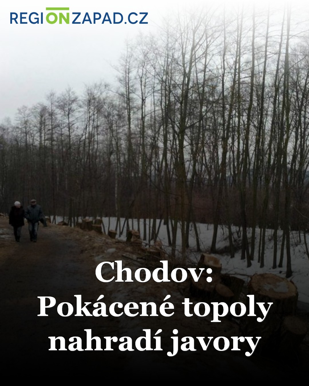 Chodov: Pokácené topoly nahradí javory / Zprávy - Karlovarský kraj ...