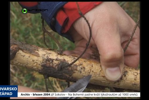 Foto: 2004 – Sokolov: Na Bohemii padne kvůli lýkožroutům až 1000 smrků (TV Západ)